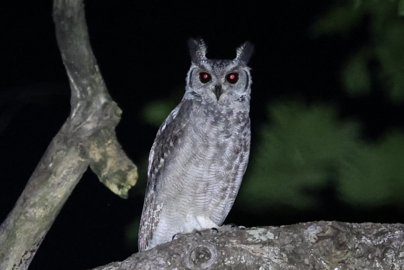 Ankasa Reserve Ghana Tour — Birding & Rainforest Adventure
