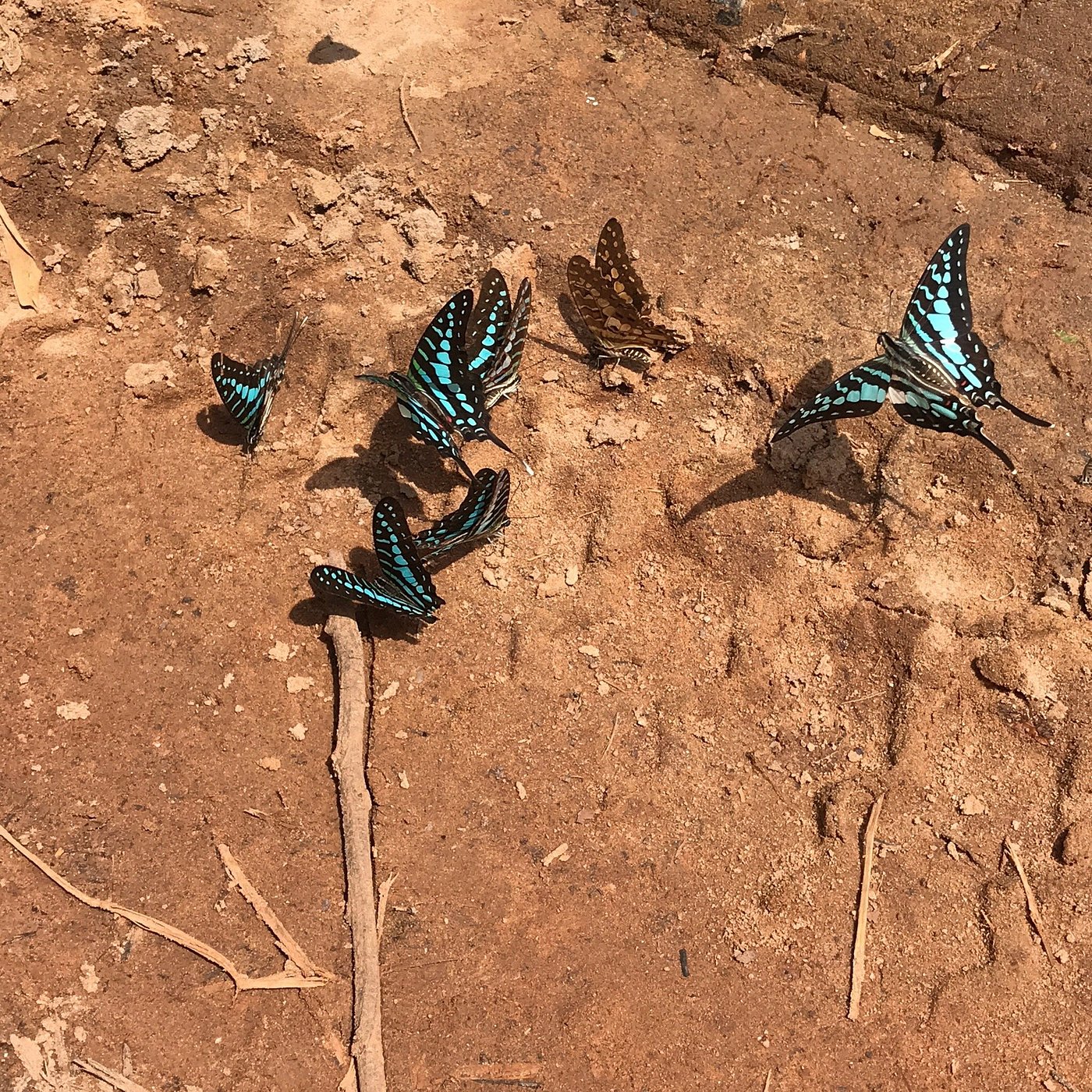 Butterfly Tours in Ghana — Rainforest & Nature Experience