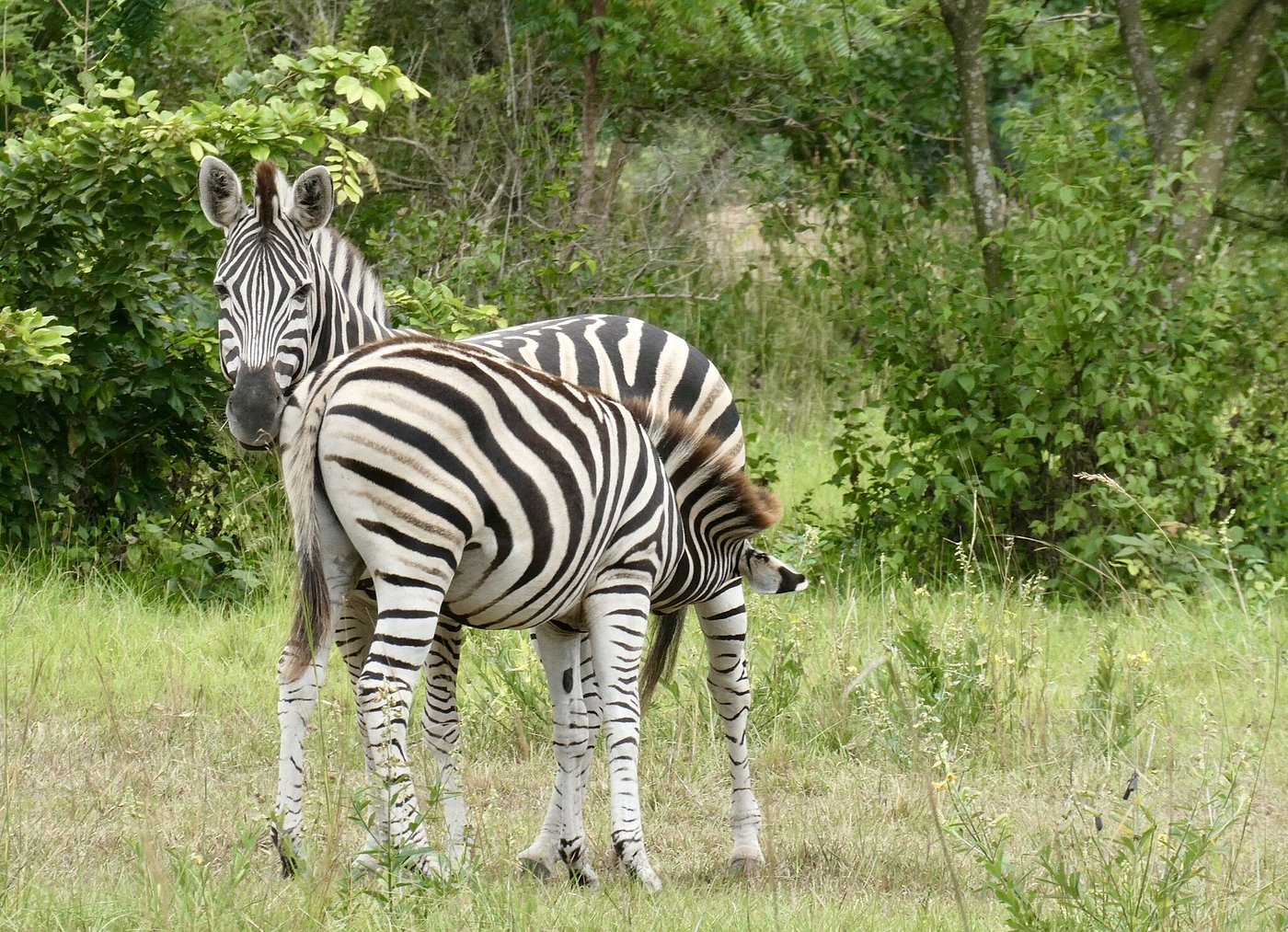 Wild Wonders of Shai Hills: A Safari Hike Among Nature’s Creatures