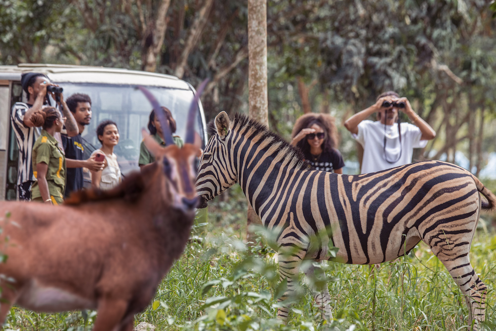 Roots & Rhythm Travels: Safari Valley Day Retreat