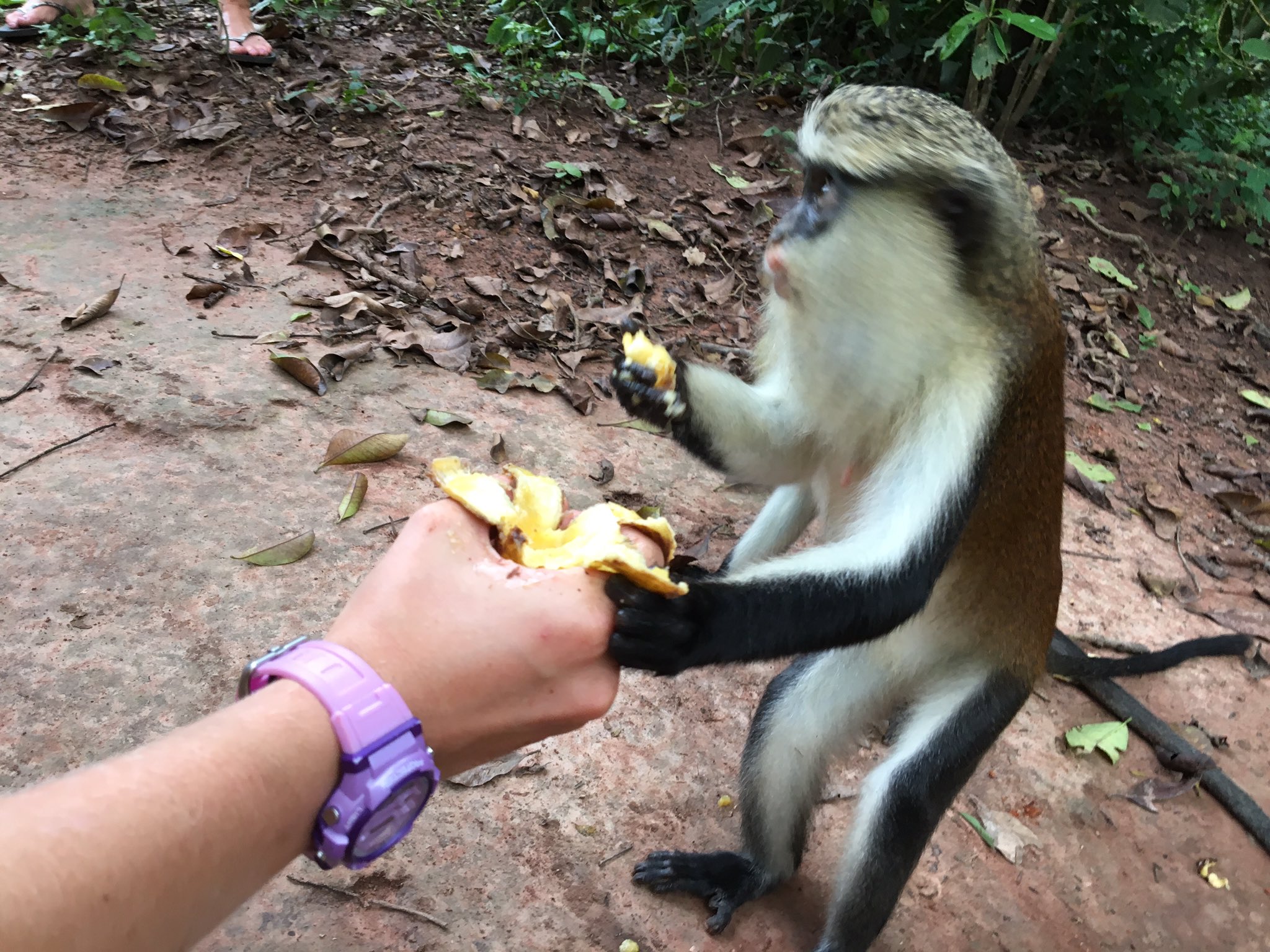Wild Encounters: Wli Falls & Tafi Monkey Sanctuary
